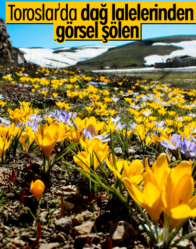 Geyik dağlarında açan dağ laleleri büyülüyor