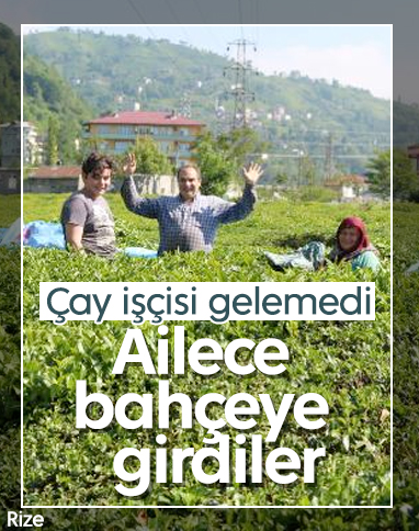 Çay üreticileri, ailece bahçeye girdi