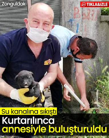 Zonguldak'ta su kanalına sıkışan yavru köpek kurtarıldı