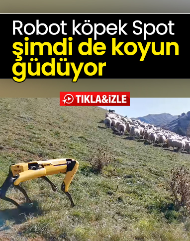Robot köpek Spot, bu sefer de çobanlık yapmaya başladı