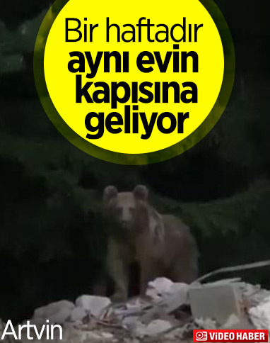 Artvin'de, evin kapısına gelen ayı görüntülendi