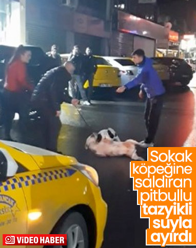 Seyrantepe’de pitbull sokak köpeğine saldırdı