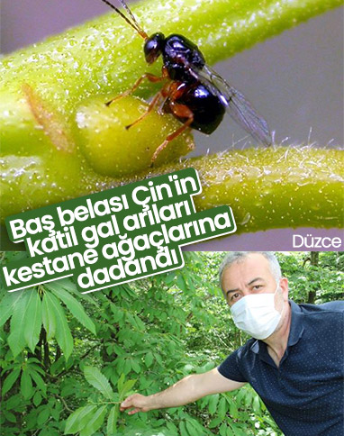 Gal arısı, kestane ağaçlarına zarar veriyor