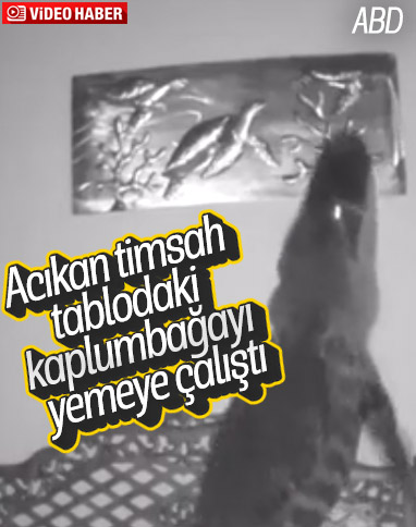 ABD'de, tablodaki kaplumbağayı yemeye çalışan timsah