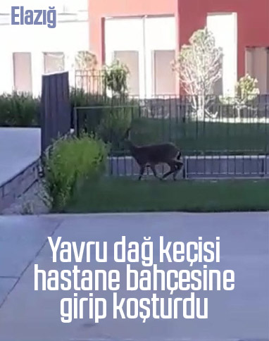 Elazığ'da hastane bahçesine yavru dağ keçisi girdi