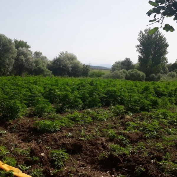 Diyarbakır'da 710 bin kök Hint keneviri ele geçirildi