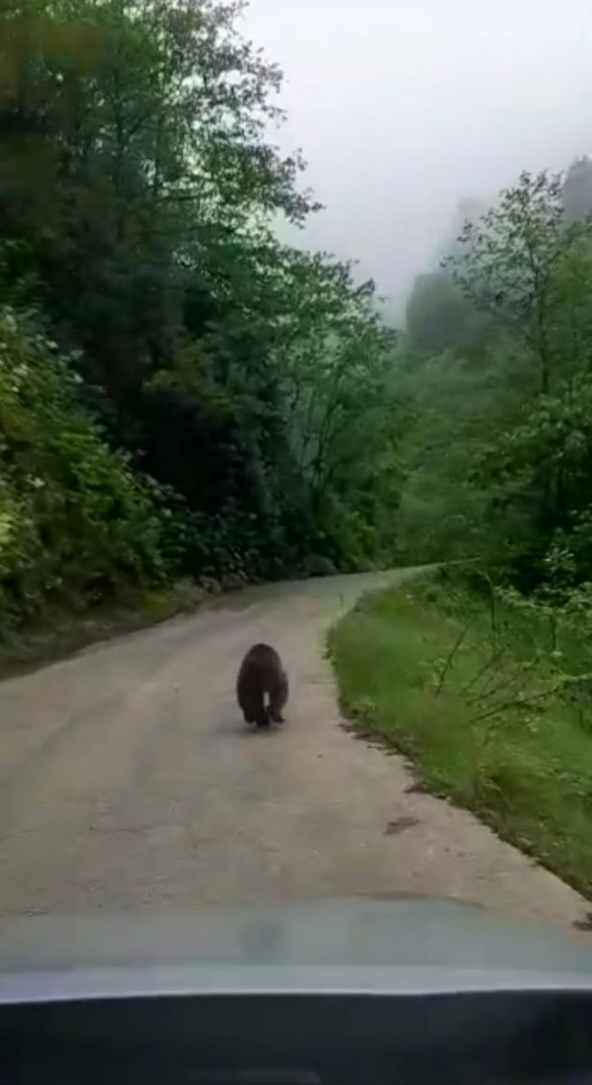 Rize'de yavru ayı kaçtı onlar kovaladı #1
