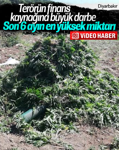 Diyarbakır'da 2 milyon 452 bin 500 kök kenevir bulundu
