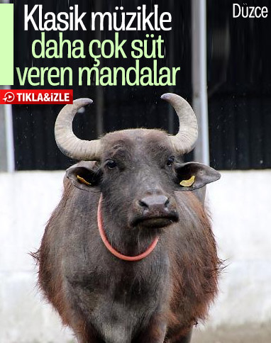 Düzce'de mandalarına klasik müzik dinletti