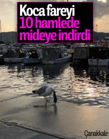 Çanakkale'de martı fare yerken görüldü