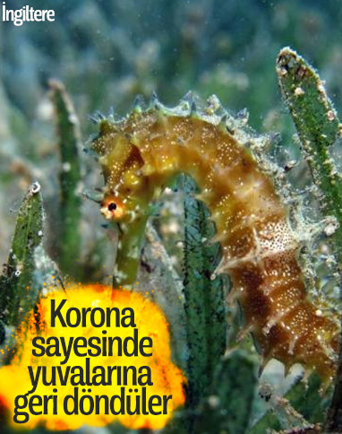 Dikenli denizatı karantinayla beraber yuvasına döndü