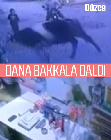 Düzce'de bakkala dana girdi