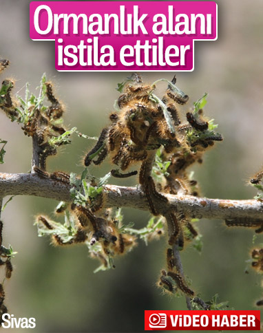 Sivas'ta ormanlık alanı tırtıllar istila etti