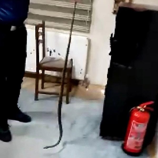 Kartonpiyer boşluğundan 2 yılan çıkarıldı