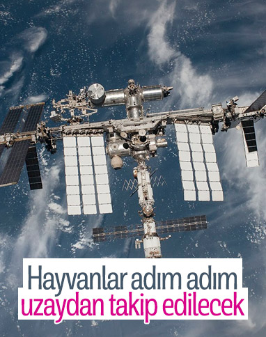 Uluslararası Uzay İstasyonu, hayvanları uzaydan izleyecek