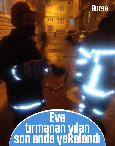 Bursa'da eve tırmanan yılanı itfaiye yakaladı