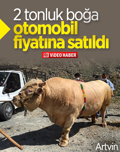 Artvin'de 2 tonluk boğa, 60 bin liraya satıldı