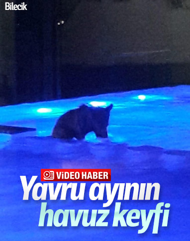 Bilecik'te sıcaktan bunalan yavru ayı, havuza girdi