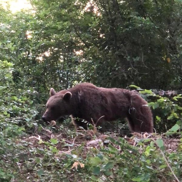 Bartın'da domuz teline takılan boz ayı kurtarıldı