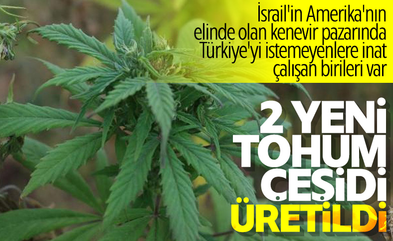 Kenevirde 2 yeni tür tohum üretildi