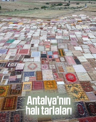 Antalya'da halı tarlalarının görsel şöleni