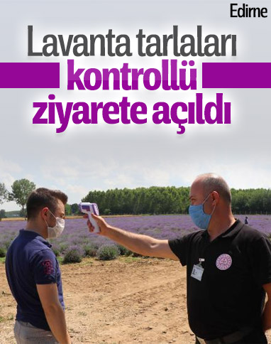 Edirne'de lavanta tarlaları kontrollü ziyaret açıldı