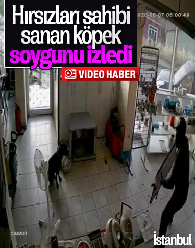 Üsküdar'da dükkana giren hırsızları izleyen köpek