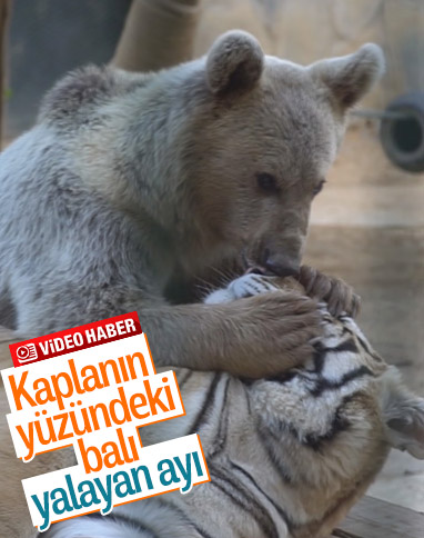 Kaplanlarla dost olan ayı izleyenleri gülümsetti