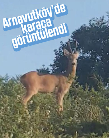 Arnavutköy'de karaca gören vatandaşın heyecanı