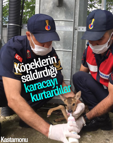 Kastamonu'da köpeklerden kurtulan karaca yavrusu