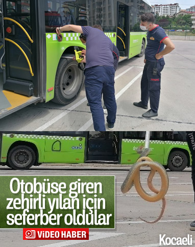 Kocaeli'de halk otobüsüne giren yılan yakalandı