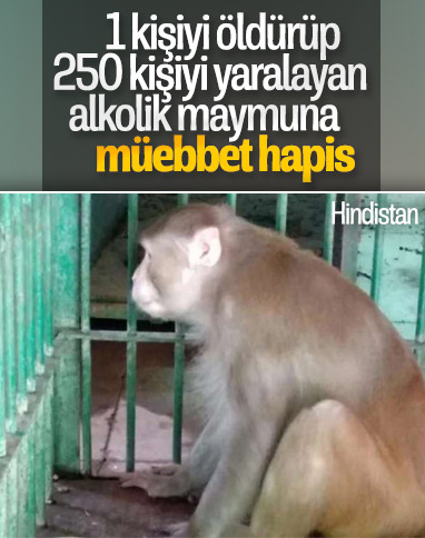 Hindistan'da 1 kişiyi öldüren alkolik maymuna hapis