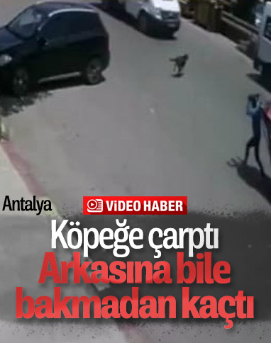 Antalya'da kamyonetin çarptığı köpek kurtuldu