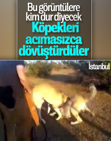 İstanbul'da köpekleri dövüştürüp kameraya kaydettiler