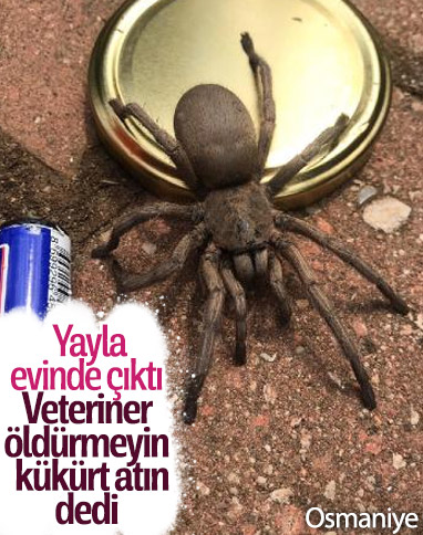 Osmaniye'de görülen dev örümcek korkuttu