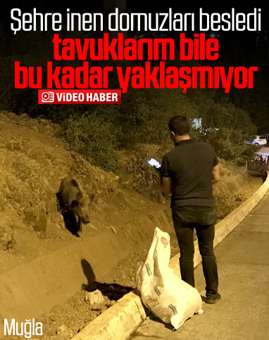 Muğla'da şehre inen domuzları ekmekle beslediler