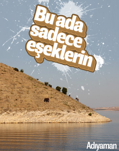 Tekneler ile taşınan eşekler adanın tek sahibi