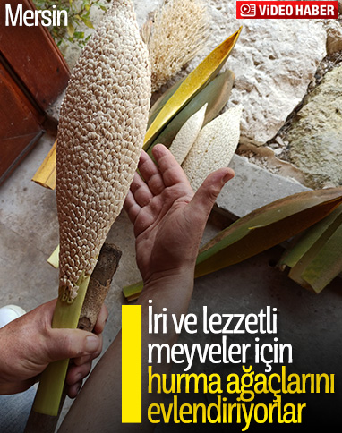 Mersin'de hurma ağaçları evlendiriliyor