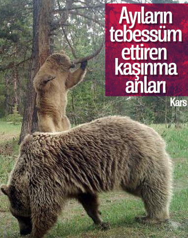 Sarıkamış'taki ayıların kaşınma anları