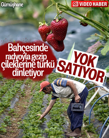 Gümüşhane'de türkü dinletilen çileklere yoğun talep