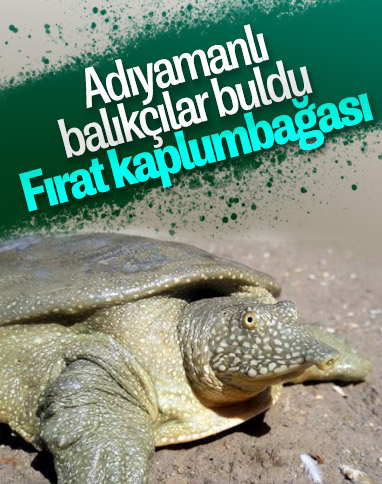 Adıyaman'da nesli tükenmekte olan kaplumbağa bulundu