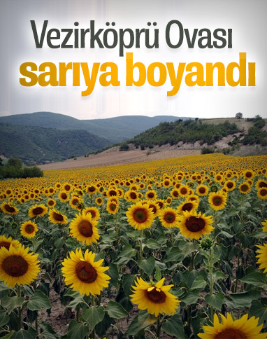 Vezirköprü'de ekilen ayçiçekleri açmaya başladı