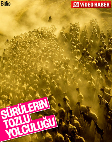 Bitlis'te koyun sürülerinin Nemrut Dağı yolculuğu