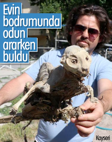 Kayseri'de bodrumdan hayvan iskeleti çıktı
