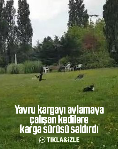 Kedilerle kargaların yavru karga için mücadelesi