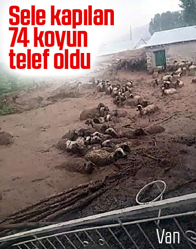 Van'da 74 koyun selde telef oldu