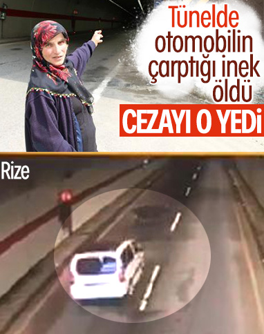 Rize'de tünele giren ineğin sahibine ceza