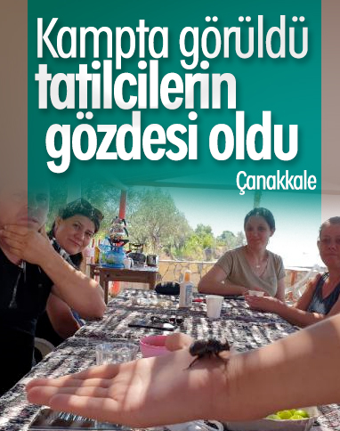 Çanakkale'de kampta görüldü, tatilcilerin ilgi odağı oldu
