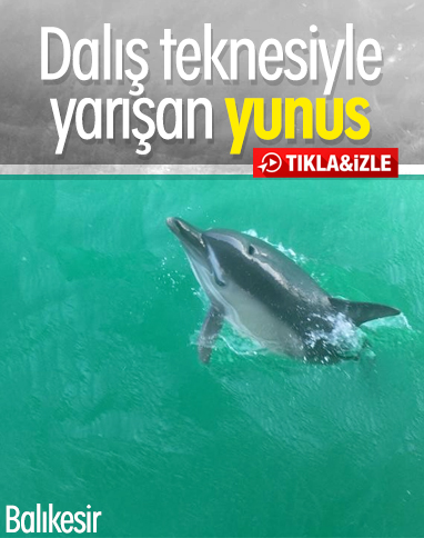 Ayvalık'ta teknelerle yarışan yunus