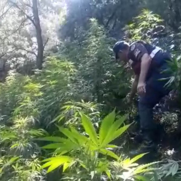 Manisa’da ormanlık alanı uyuşturucu bahçesine çevirdiler